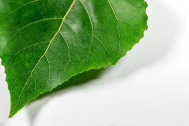 beyaz arkaplanda yeşil taze yaprak