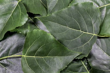 Beyaz arkaplanda yeşil taze yapraklar izole