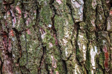 Arkaplan için ahşap yüzeye yakın çekim