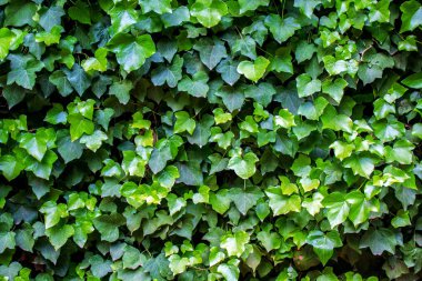 Gümüş Spatula 'nın Koyu Kırsal Masa' daki yakın çekimi.