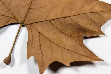 Beyaz arka plan üzerinde izole kuru sonbahar yaprak