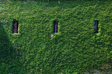 Windows ile çim duvar