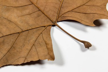 Beyaz arka plan üzerinde izole kuru sonbahar yaprak
