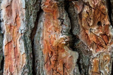 Arkaplan için ahşap yüzeye yakın çekim