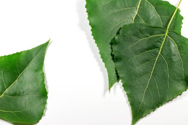 Beyaz arkaplanda yeşil taze yapraklar izole
