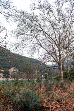 Dağ yolu ve ağaçlar.