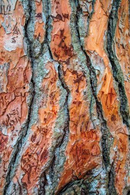 Arkaplan için ahşap yüzeye yakın çekim