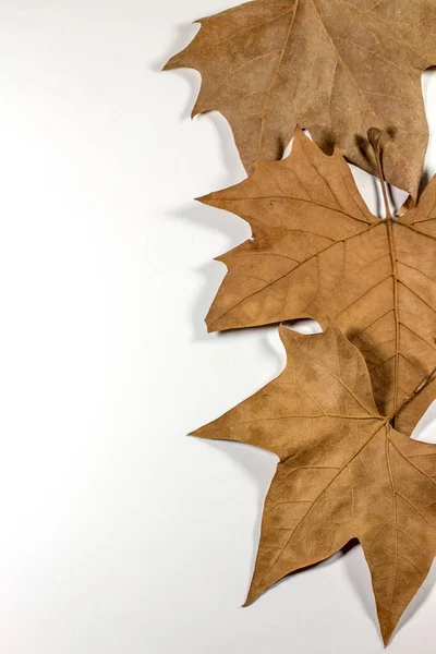 Dry Autumn Leaves Isolated on White background