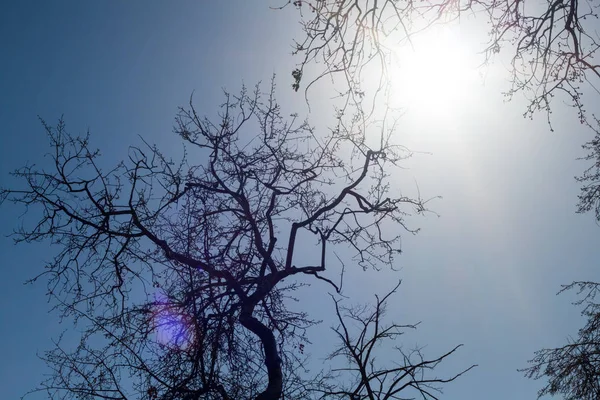 Árvore Ramos Agains Luz Solar — Fotografia de Stock