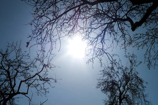 Árvore Ramos Agains Luz Solar — Fotografia de Stock