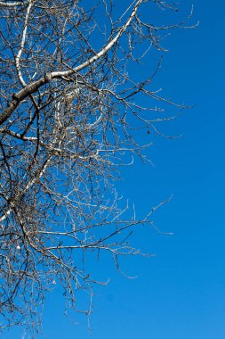 Kuru ağaç dalları güneş ışığı.