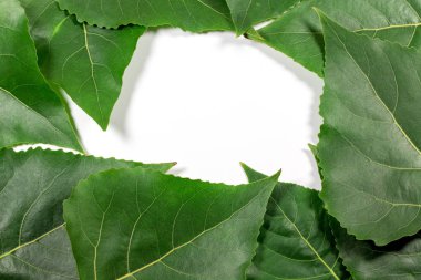 Beyaz arkaplanda yeşil taze yapraklar izole