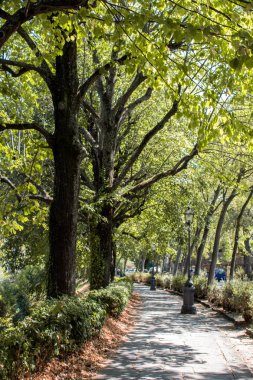 Allee yeşil ağaçlar İtalya.