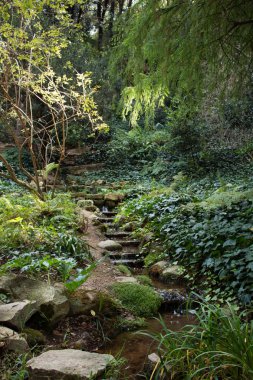 Küçük beyaz su ormanı ve taşları delip geçer.