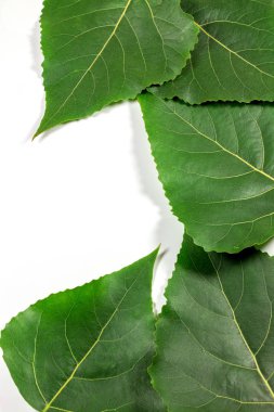 Beyaz arkaplanda yeşil taze yapraklar izole