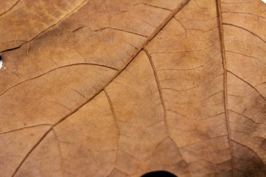 Beyaz arka plan üzerinde izole kuru sonbahar yaprak