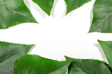 Beyaz arkaplanda yeşil taze yapraklar izole