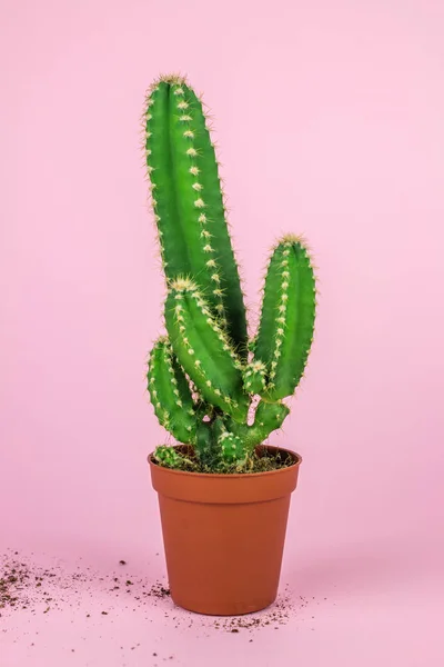 Zblízka Záběr Kaktusové Rostliny Růžovém Pozadí — Stock fotografie