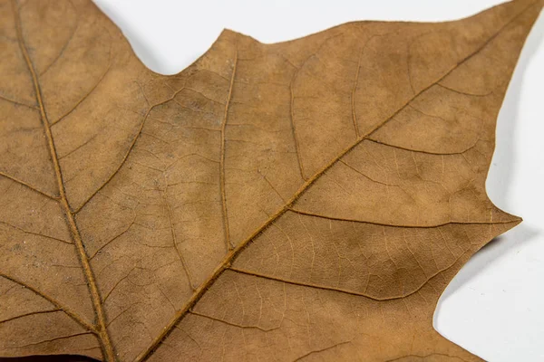 Hoja Seca Otoño Aislada Sobre Fondo Blanco — Foto de Stock