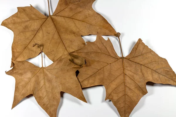 Kuru Sonbahar Yaprakları Beyaz Arkaplanda İzole Edildi