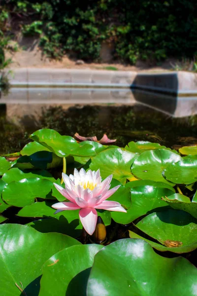 水に浮かぶ蓮の花 — ストック写真