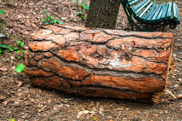 Arkaplan Için Ağaç Kabuğu Dokusunun Yakın Plan Çekimi — Stok fotoğraf