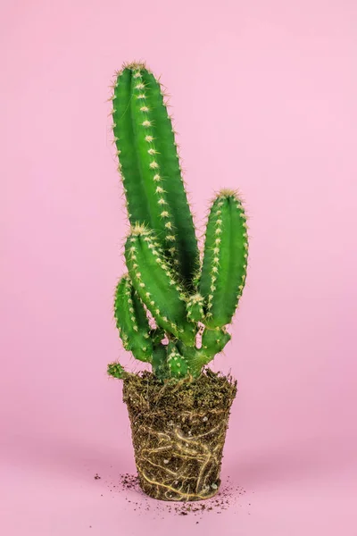 Zblízka Záběr Kaktusové Rostliny Růžovém Pozadí — Stock fotografie
