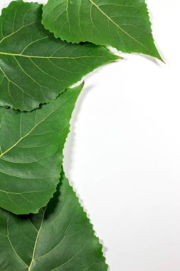 Beyaz arkaplanda yeşil taze yapraklar izole
