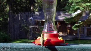 Sinekkuşu bir konteynırdan nektar alır ve etrafta dolaşır.