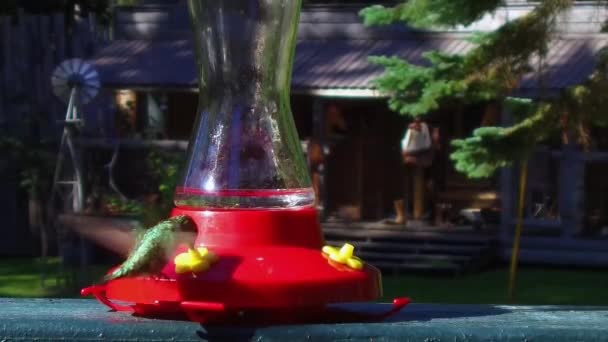 Hummingbird Nectar Dintr Container Plutește Jurul Valorii — Videoclip de stoc