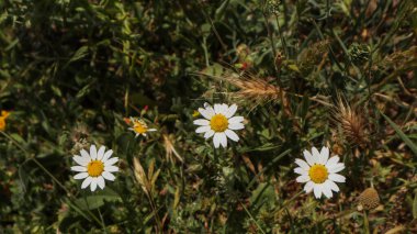 Çimlerin üzerinde üç beyaz papatya