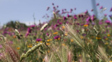 Yaban çiçeklerinin dikenlerine yakın çekim