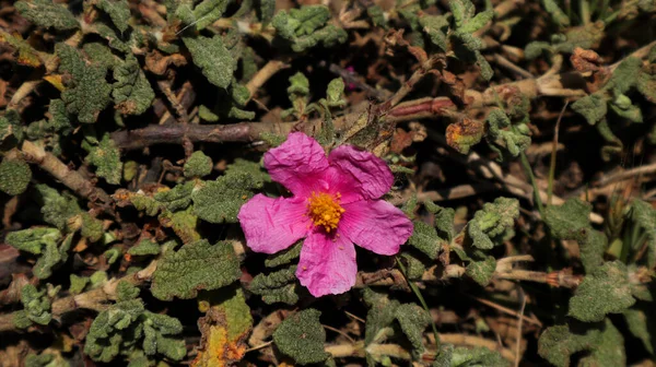 Gros Plan Une Fleur Rose Aux Pétales Délicats Sur Fond — Photo