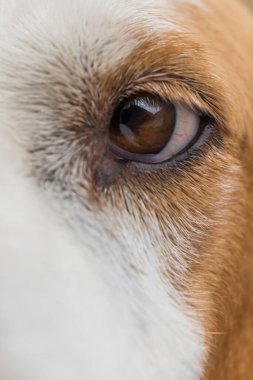 Beyaz ve kahverengi bir köpeğin kahverengi gözüne yakın çekim