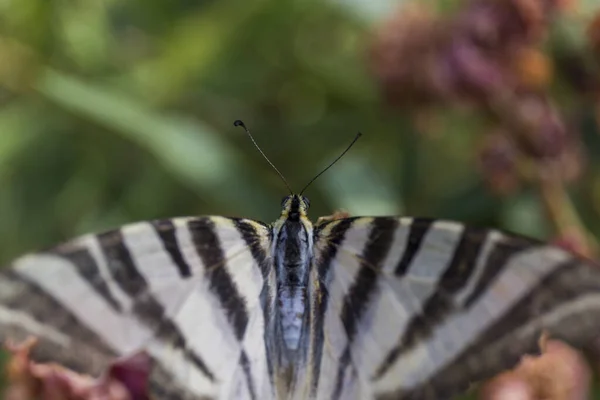 Detail Hlavy Motýla Křídla Jsou Černá Bílá Pruhy — Stock fotografie