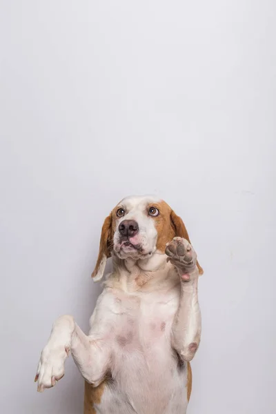 Close Cão Branco Marrom Com Orelhas Grandes Olhos Castanhos Levantando — Fotografia de Stock