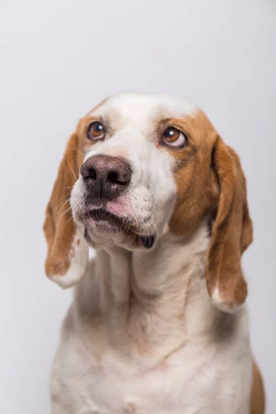Büyük Kulaklı Kahverengi Gözlü Beyaz Kahverengi Bir Köpeğin Burnuna Yakın — Stok fotoğraf