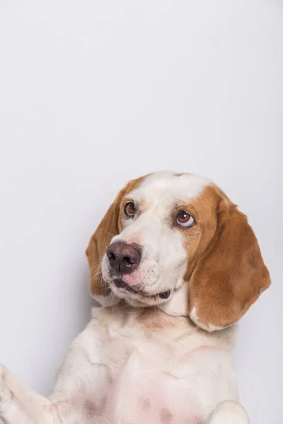 Primer Plano Perro Blanco Marrón Con Orejas Grandes Ojos Marrones — Foto de Stock