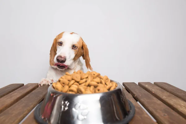 Perro Blanco Marrón Con Grandes Orejas Ojos Marrones Lamiéndose Los — Foto de Stock