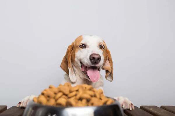 Büyük kulakları ve kahverengi gözleri olan beyaz ve kahverengi köpek yemek dolu kasesine uzun uzun bakıyor.