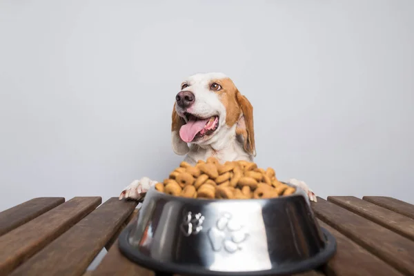 Büyük kulakları ve kahverengi gözleri olan beyaz ve kahverengi köpek yemek dolu kasesine uzun uzun bakıyor.