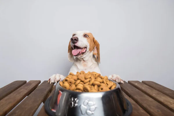 Büyük kulakları ve kahverengi gözleri olan beyaz ve kahverengi köpek yemek dolu kasesine uzun uzun bakıyor.
