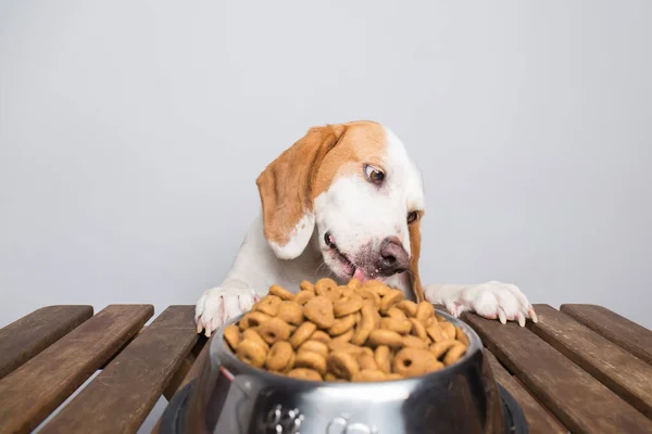 Perro Blanco Marrón Con Orejas Grandes Ojos Marrones Comiendo Tazón — Foto de Stock