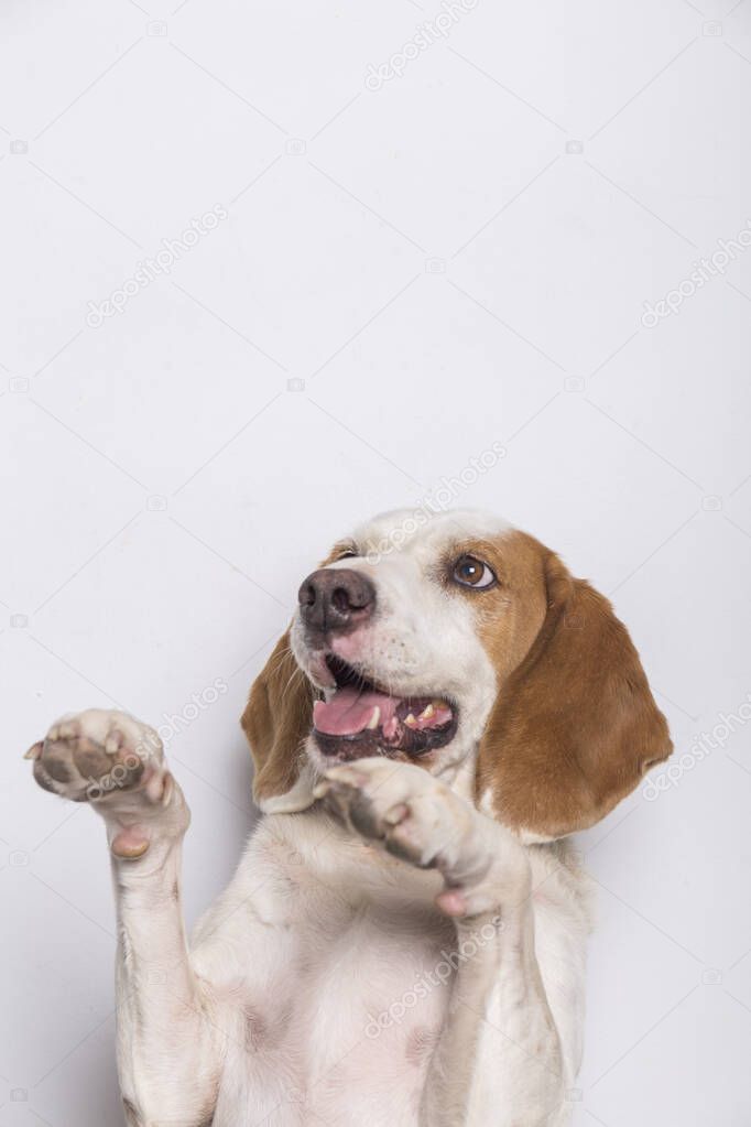 closeup of a white and brown dog with big ears and brown eyes asking for a treat with its paws raised and its mouth open, white background