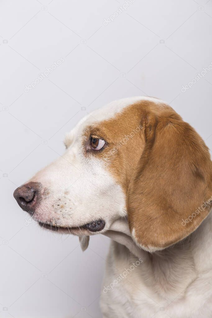 closeup of the profile of a white and brown dog with big ears and brown eyes on white background
