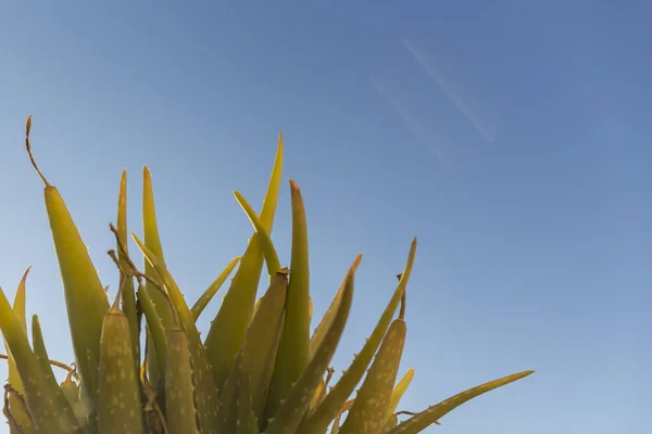 Upper Part Aloe Vera Plant Thick Pointed Leaves Spikes Background — Stock Photo, Image