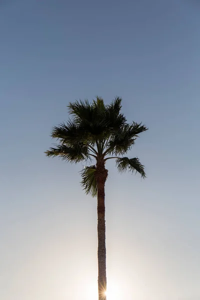 Palm Tree Upper Part Trunk Leaves Blue Sky Lower Part — Stock Photo, Image