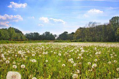 Güzel, rüya gibi bahar doğası.