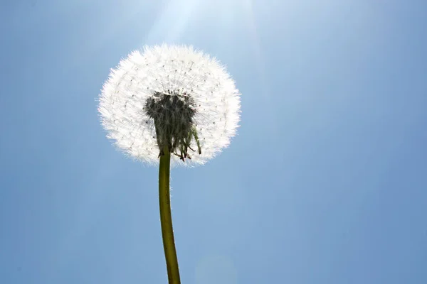 Hermosa Naturaleza Primavera Soñadora Backgound — Foto de Stock