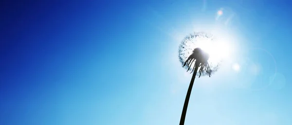 Bella Primavera Sognante Natura Backgound — Foto Stock